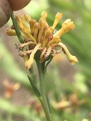 Lasiosiphon microcephalus