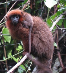 Toppin's Titi Monkey photo 2