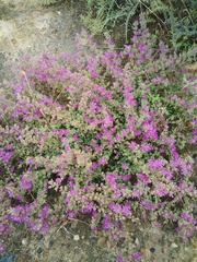 Drosanthemum ambiguum