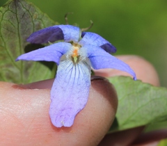 Viola sacchalinensis