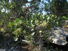 Apodytes abbottii