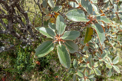 Rhododendron hyperythrum