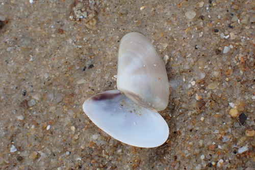 Donax semistriatus