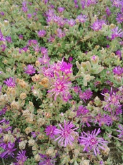 Drosanthemum ambiguum