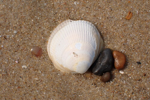 Laevicardium crassum