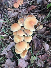 Fungi