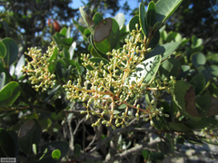 Apodytes abbottii