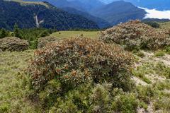 Rhododendron hyperythrum