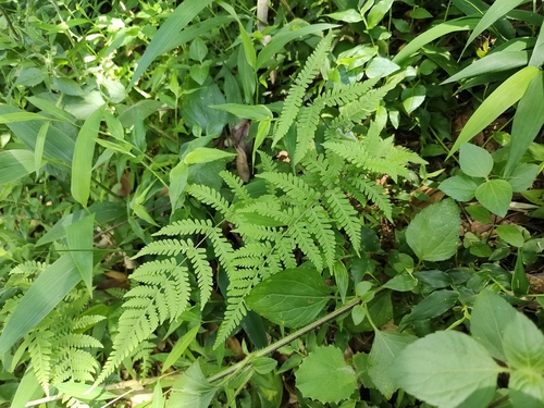 Thelypteris laxa iNat (3)