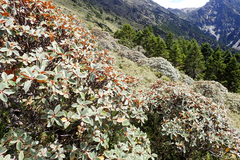 Rhododendron hyperythrum