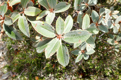 Rhododendron hyperythrum