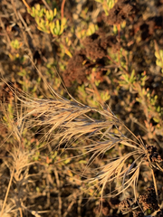 Bromus madritensis madritensis