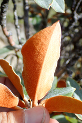 Rhododendron hyperythrum