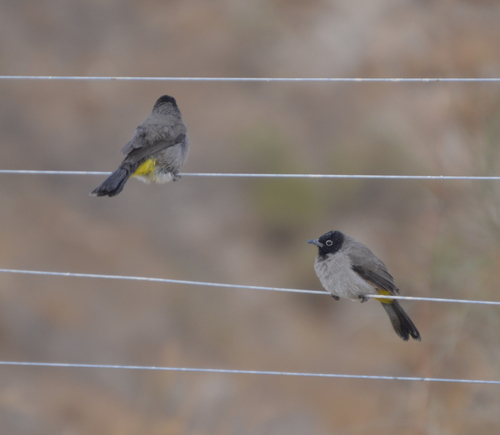 White-spectacled Bulbul (Pycnonotus xanthopygos), photo 1