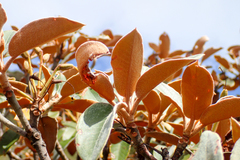Rhododendron hyperythrum