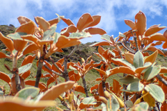 Rhododendron hyperythrum