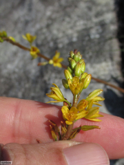 Bulbine latifolia