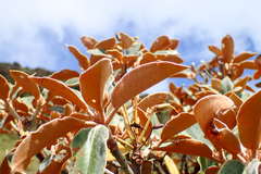 Rhododendron hyperythrum