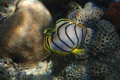Chaetodon meyeri
