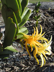 Cyrtorchis arcuata arcuata
