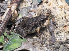 Microhyla butleri