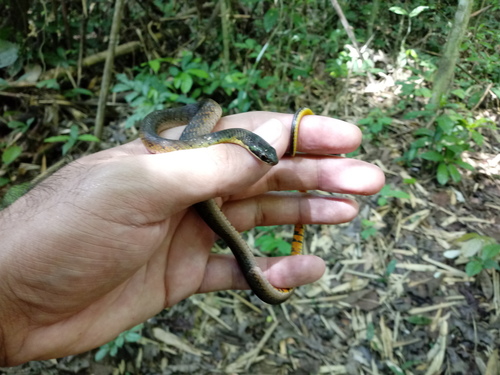 Photo of a Royal Ground Snake (Erythrolamprus reginae)