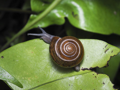 Dyakiidae