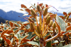 Rhododendron hyperythrum
