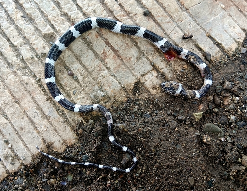 Common Wolf Snake