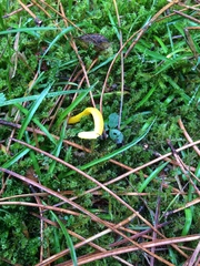 Clavulinopsis helvola