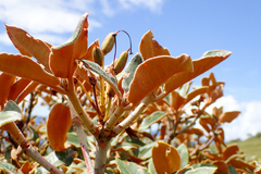 Rhododendron hyperythrum