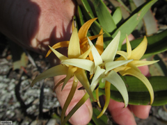 Cyrtorchis arcuata arcuata