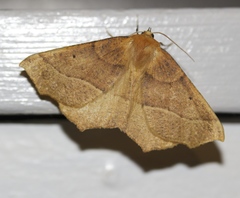 Tetracis jubararia