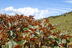 Rhododendron hyperythrum