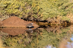 Tringa ochropus