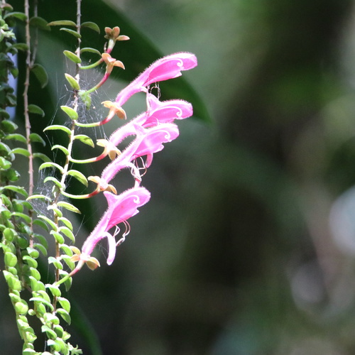 Columnea chiricana