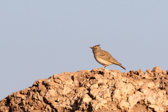 Galerida cristata