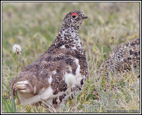White-tailed Ptarmigan