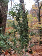 Juniperus