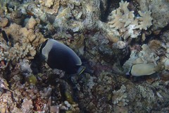 Chaetodon reticulatus