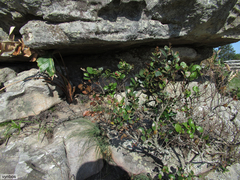 Apodytes abbottii