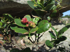 Apodytes abbottii