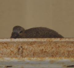 Streptopelia senegalensis