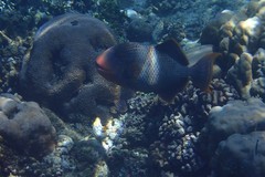 Pseudobalistes flavimarginatus