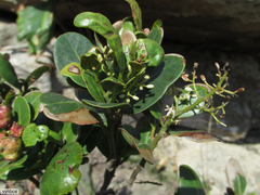 Apodytes abbottii