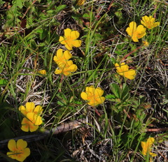 Potentilla stolonifera