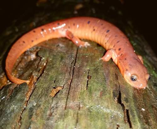 Midland Mud Salamander