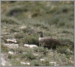 Centrocercus urophasianus