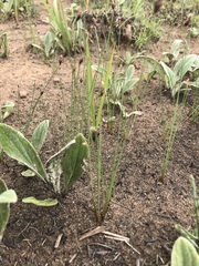 Bulbostylis oritrephes