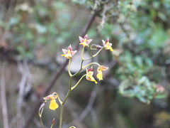 Cyrtochilum aureum